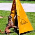 Boxer Dog Behavior and Training