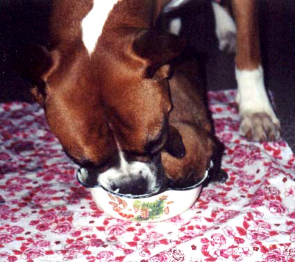 Nutrition - Mistaken ideas - boxer dog Nutrition for dogs: the most common errors.