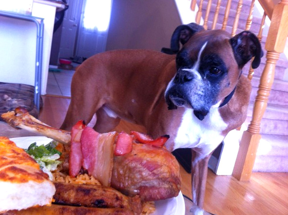 Boxer Dog Nutrition - Ten commandments