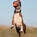 Funny Boxer