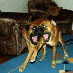 Funny Boxer