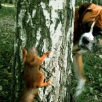 Funny Boxer and squirrel