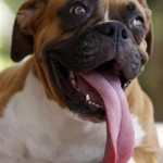 Boxer's long tongue
