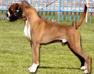 Breed Standard Archives - About Boxers