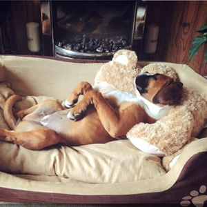 Boxer Dog Beds
