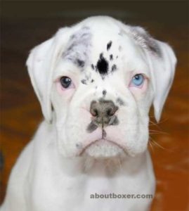 Blue-eyed merle-coated boxers