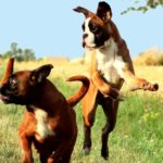 Boxer Dog Disposition and Temperament: