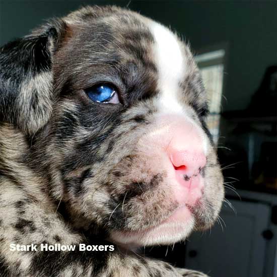 can boxers have blue eyes