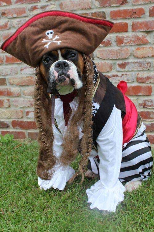 Boxer Dog Halloween