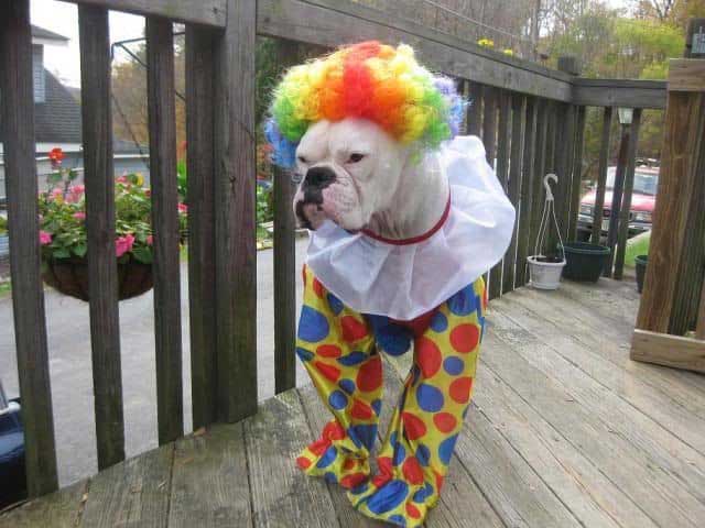 Halloween Clown Boxer Dog