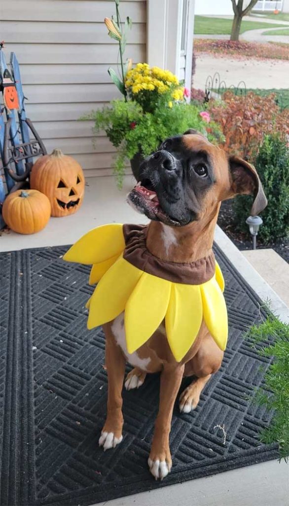 My dog is ready for trick or treat!