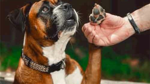 Boxer Dog Personality