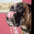 how to prevent heatstroke in boxer dogs