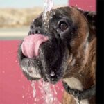how to prevent heatstroke in boxer dogs