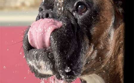How to Prevent Heatstroke in Boxer Dogs how to prevent heatstroke in boxer dogs