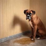 dogs pee in the house