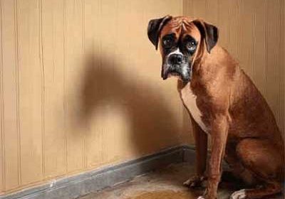 Why Dogs Pee in the House: Real Reasons and How to Help dogs pee in the house