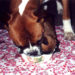 Nutrition - Mistaken ideas - boxer dog Nutrition for dogs: the most common errors.