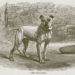 Bull-Dog, bullenbeisser, boxer 1870