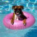 boxer dog in the pool on an inflatable ring